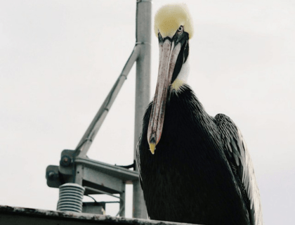 Polenergia 685MW Romania onshore wind sale update: BAFO from one bidder & “damn birds holding up the deal”